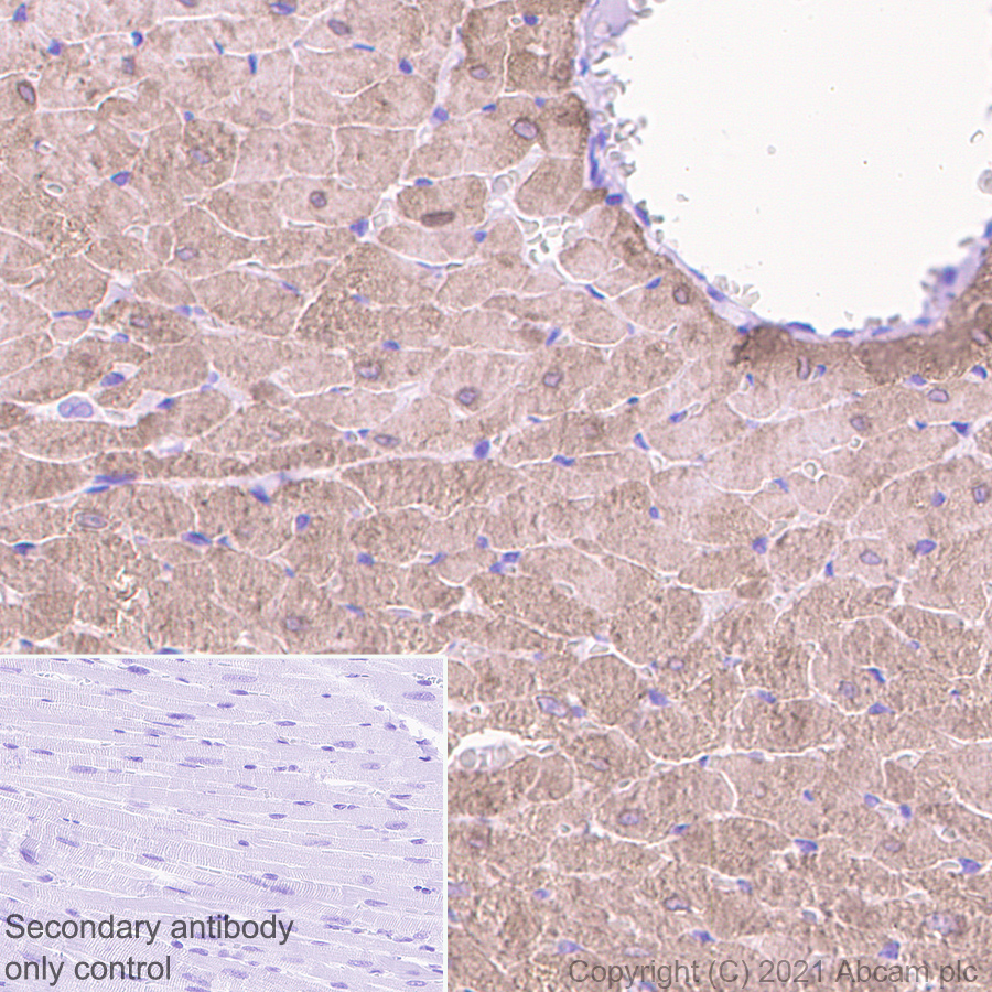 Immunohistochemistry (Formalin/PFA-fixed paraffin-embedded sections) - Anti-Creatine Kinase MM antibody [EPR25358-10] (ab283683), expandable thumbnail