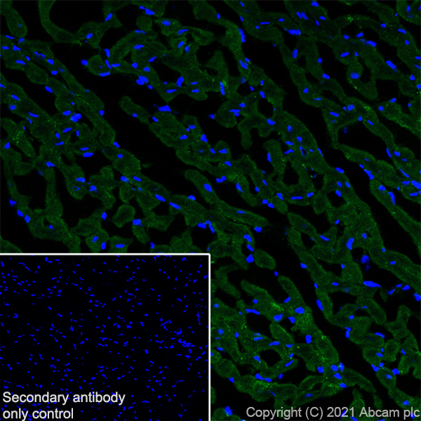 Immunohistochemistry (Frozen sections) - Anti-Creatine Kinase MM antibody [EPR25358-10] (ab283683), expandable thumbnail