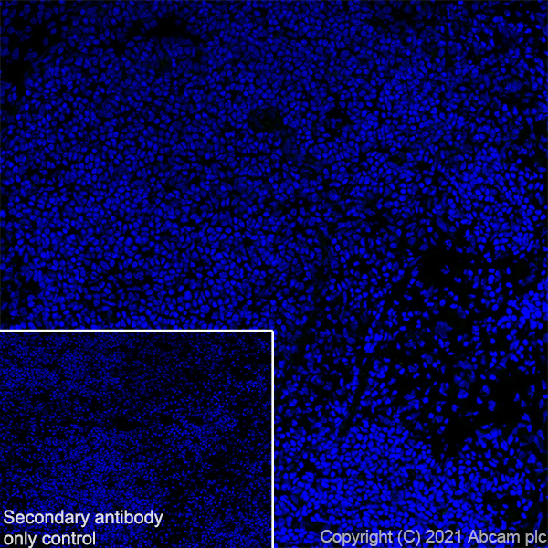Immunohistochemistry (Frozen sections) - Anti-Creatine Kinase MM antibody [EPR25358-10] (ab283683), expandable thumbnail