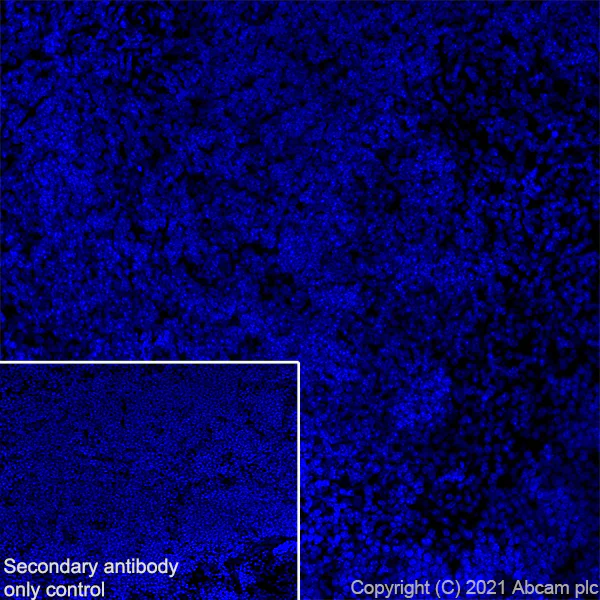 Immunohistochemistry (Frozen sections) - Anti-Creatine Kinase MM antibody [EPR25358-10] (AB283683)