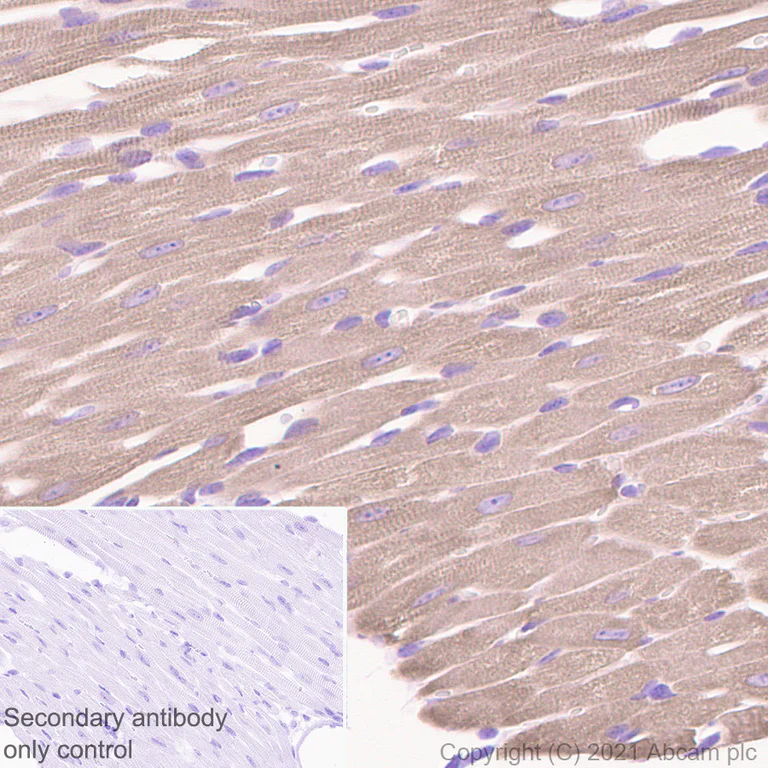 Immunohistochemistry (Formalin/PFA-fixed paraffin-embedded sections) - Anti-Creatine Kinase MM antibody [EPR25358-10] - BSA and Azide free (AB283711)