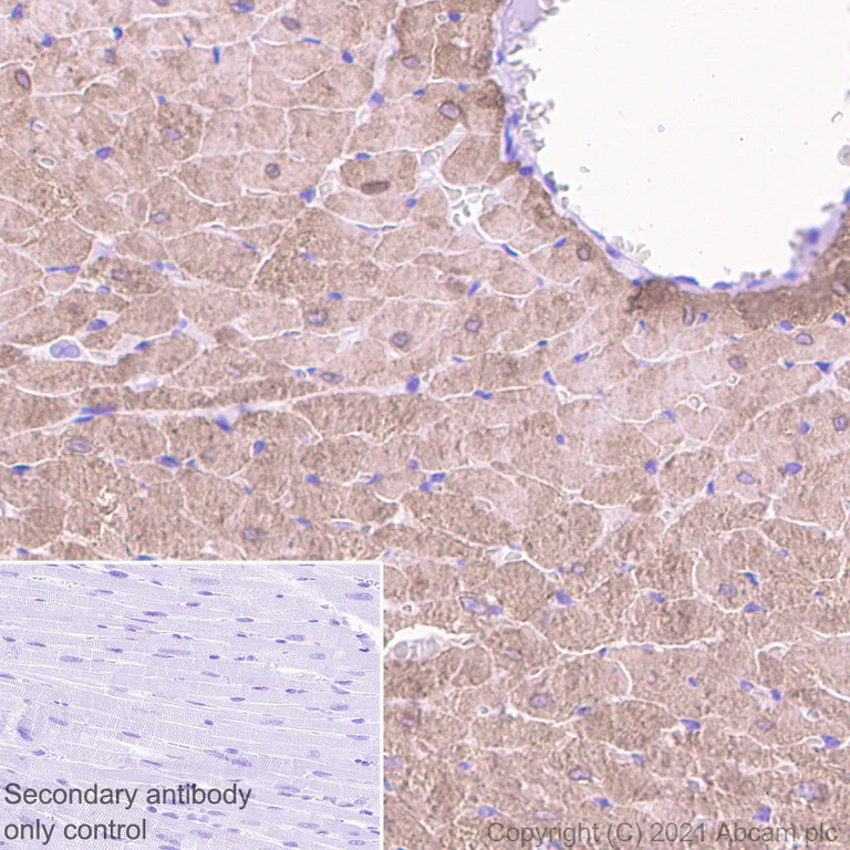 Immunohistochemistry (Formalin/PFA-fixed paraffin-embedded sections) - Anti-Creatine Kinase MM antibody [EPR25358-10] - BSA and Azide free (AB283711)