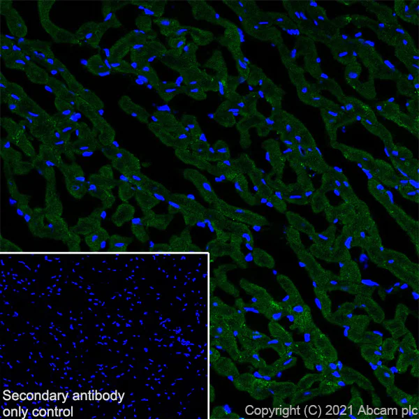 Immunohistochemistry (Frozen sections) - Anti-Creatine Kinase MM antibody [EPR25358-10] - BSA and Azide free (AB283711)