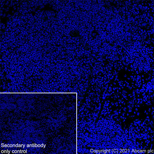 Immunohistochemistry (Frozen sections) - Anti-Creatine Kinase MM antibody [EPR25358-10] - BSA and Azide free (AB283711)