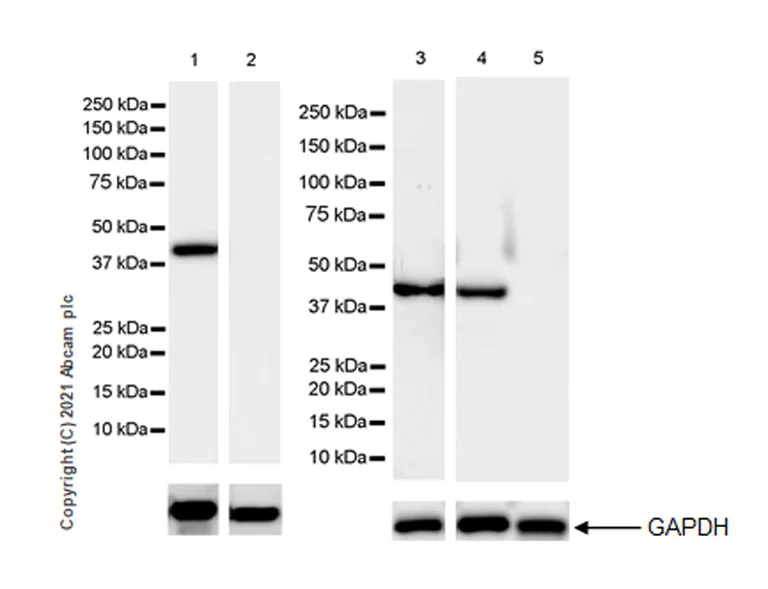 Western blot - Anti-Creatine Kinase MM antibody [EPR25358-10] - BSA and Azide free (AB283711)