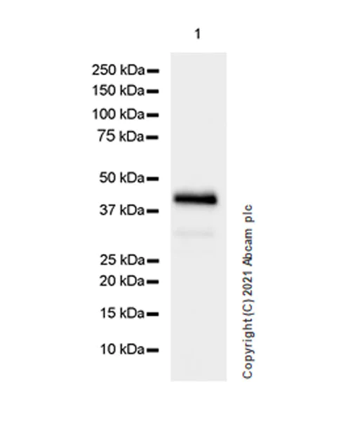 Western blot - Anti-Creatine Kinase MM antibody [EPR25358-10] - BSA and Azide free (AB283711)