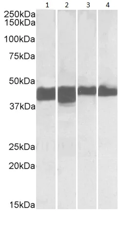 Western blot - Anti-Creatine Kinase MM antibody - N-terminal (AB195664)
