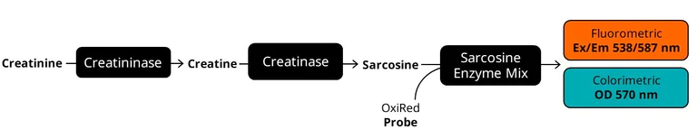 Biochemical assay - Creatinine Assay Kit (AB65340)