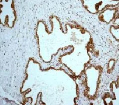 Immunohistochemistry (Formalin/PFA-fixed paraffin-embedded sections) - Anti-CREB antibody [E306] - BSA and Azide free (AB221216)