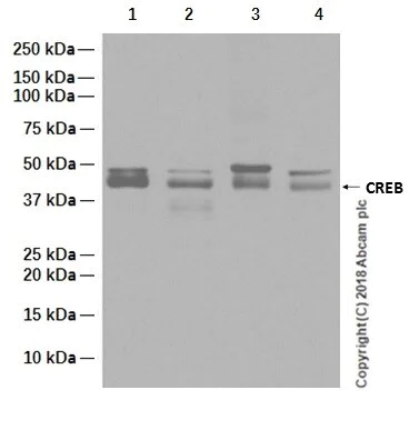 Western blot - Anti-CREB antibody [E306] - BSA and Azide free (AB221216)