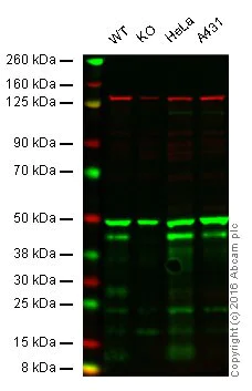 Western blot - Anti-CREB antibody [E306] - BSA and Azide free (AB221216)