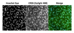 Immunocytochemistry/ Immunofluorescence - Anti-CREB antibody [LB9] (AB178322)