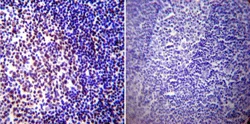 Immunohistochemistry (Formalin/PFA-fixed paraffin-embedded sections) - Anti-CREB antibody [LB9] (AB178322)