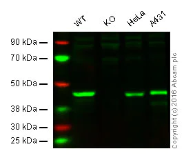 Western blot - Anti-CREB antibody [LB9] (AB178322)