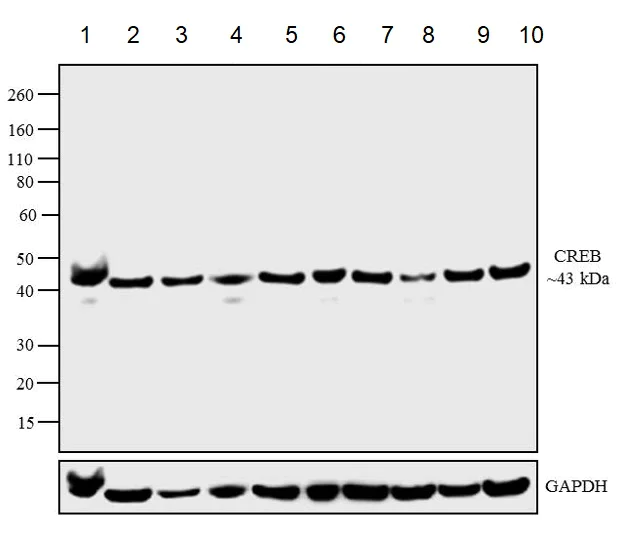 Western blot - Anti-CREB antibody [LB9] (AB178322)