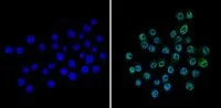 Immunocytochemistry/ Immunofluorescence - Anti-CREB + ICER antibody (AB5803)