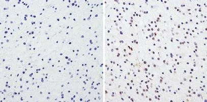 Immunohistochemistry (Formalin/PFA-fixed paraffin-embedded sections) - Anti-CREB + ICER antibody (AB5803)