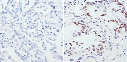 Immunohistochemistry (Formalin/PFA-fixed paraffin-embedded sections) - Anti-CREB + ICER antibody (AB5803)