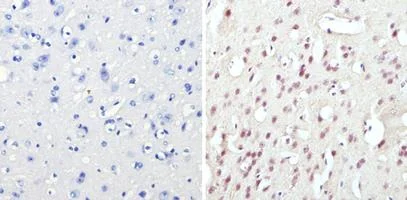 Immunohistochemistry (Formalin/PFA-fixed paraffin-embedded sections) - Anti-CREB + ICER antibody (AB5803)