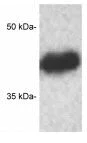 Western blot - Anti-CREB + ICER antibody (AB5803)