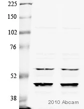 Western blot - Anti-CREB + ICER antibody (AB5803)