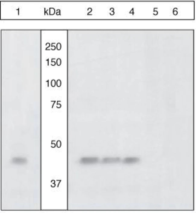 Western blot - Anti-CREB (phospho S129 + S133) antibody (AB10564), expandable thumbnail