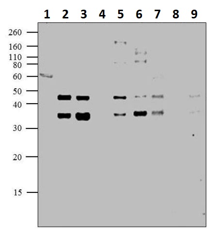 Western blot - Anti-CREB (phospho S129 + S133) antibody (AB10564), expandable thumbnail