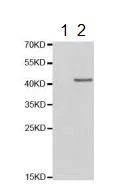 Western blot - Anti-CREB (phospho S133) antibody (AB194687)