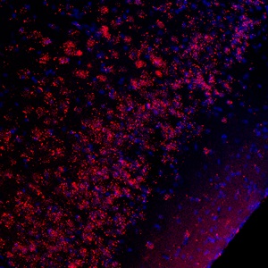 Immunocytochemistry/ Immunofluorescence - Anti-CREB (phospho S133) antibody (AB254107), expandable thumbnail