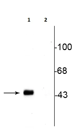 Western blot - Anti-CREB (phospho S133) antibody (AB254107)