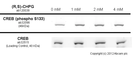 Functional Studies - Anti-CREB (phospho S133) antibody [E113] (AB32096)