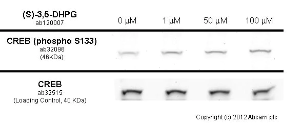 Functional Studies - Anti-CREB (phospho S133) antibody [E113] (AB32096)