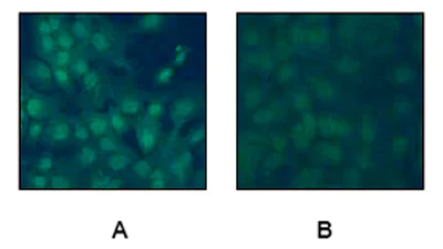 Immunocytochemistry/ Immunofluorescence - Anti-CREB (phospho S133) antibody [E113] (AB32096)