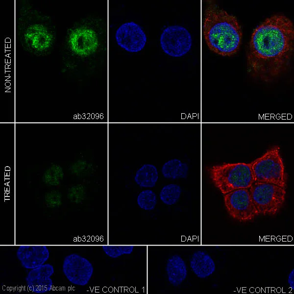 Immunocytochemistry/ Immunofluorescence - Anti-CREB (phospho S133) antibody [E113] (AB32096)