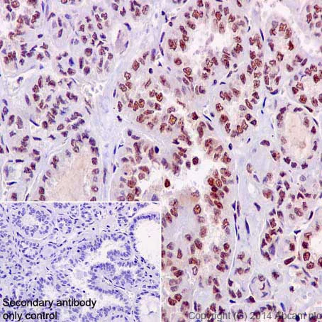 Immunohistochemistry (Formalin/PFA-fixed paraffin-embedded sections) - Anti-CREB (phospho S133) antibody [E113] (AB32096)