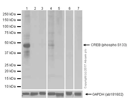 Western blot - Anti-CREB (phospho S133) antibody [E113] (AB32096)