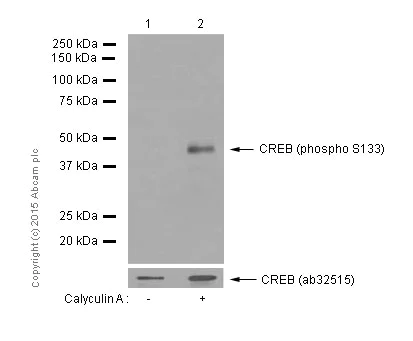 Western blot - Anti-CREB (phospho S133) antibody [E113] (AB32096)