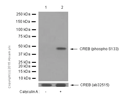 Western blot - Anti-CREB (phospho S133) antibody [E113] (AB32096)
