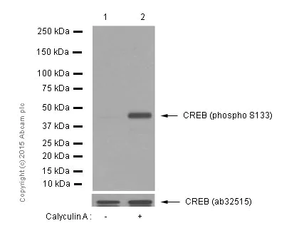 Western blot - Anti-CREB (phospho S133) antibody [E113] (AB32096)
