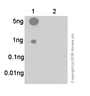 Dot Blot - Anti-CREB (phospho S133) antibody [E113] - BSA and Azide free (AB220798)