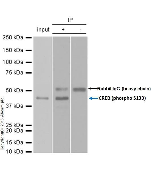 Immunoprecipitation - Anti-CREB (phospho S133) antibody [E113] - BSA and Azide free (AB220798)