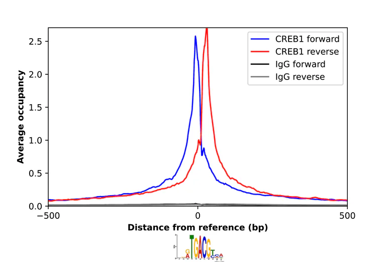 ChIP - Anti-CREB1 Antibody (AB327195)
