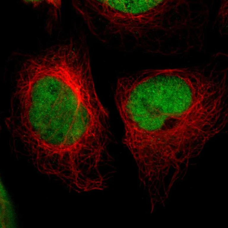 Immunocytochemistry/ Immunofluorescence - Anti-CREB1 Antibody (AB327195)