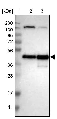 Western blot - Anti-CREB1 Antibody (AB327195)