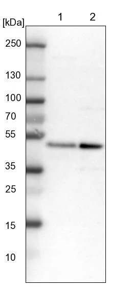 Western blot - Anti-CREB1 Antibody (AB327195)