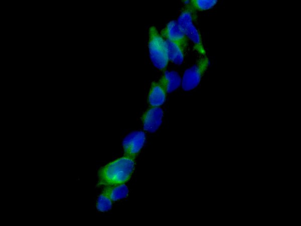 Immunocytochemistry/ Immunofluorescence - Anti-CREB3 antibody [EPR14215(B)] - BSA and Azide free (AB238992), expandable thumbnail