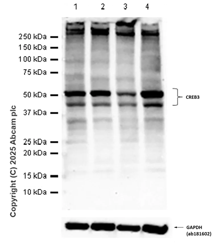 Western blot - Anti-CREB3 antibody [EPR14215(B)] - BSA and Azide free (AB238992)