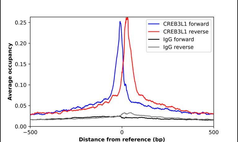 ChIP - Anti-CREB3L1 Antibody (AB327203)
