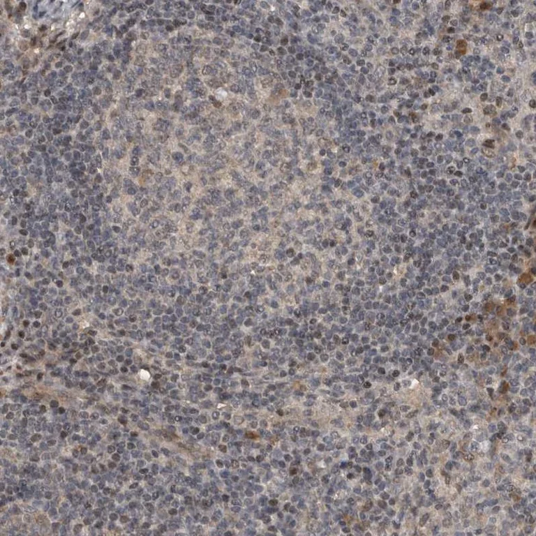 Immunohistochemistry (Formalin/PFA-fixed paraffin-embedded sections) - Anti-CREB3L1 Antibody (AB327203)