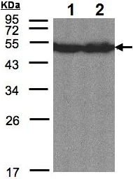 Western blot - Anti-CREB3L1/OASIS antibody (AB137565)